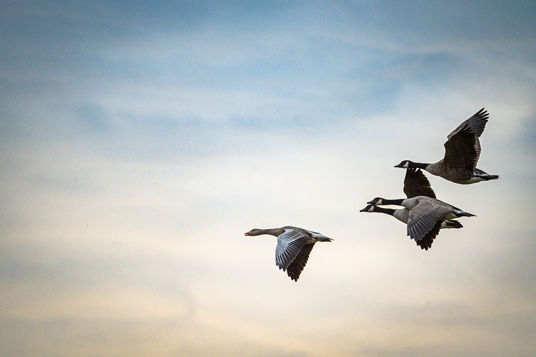 Geese Flying Away from Bird Scaring Bangers