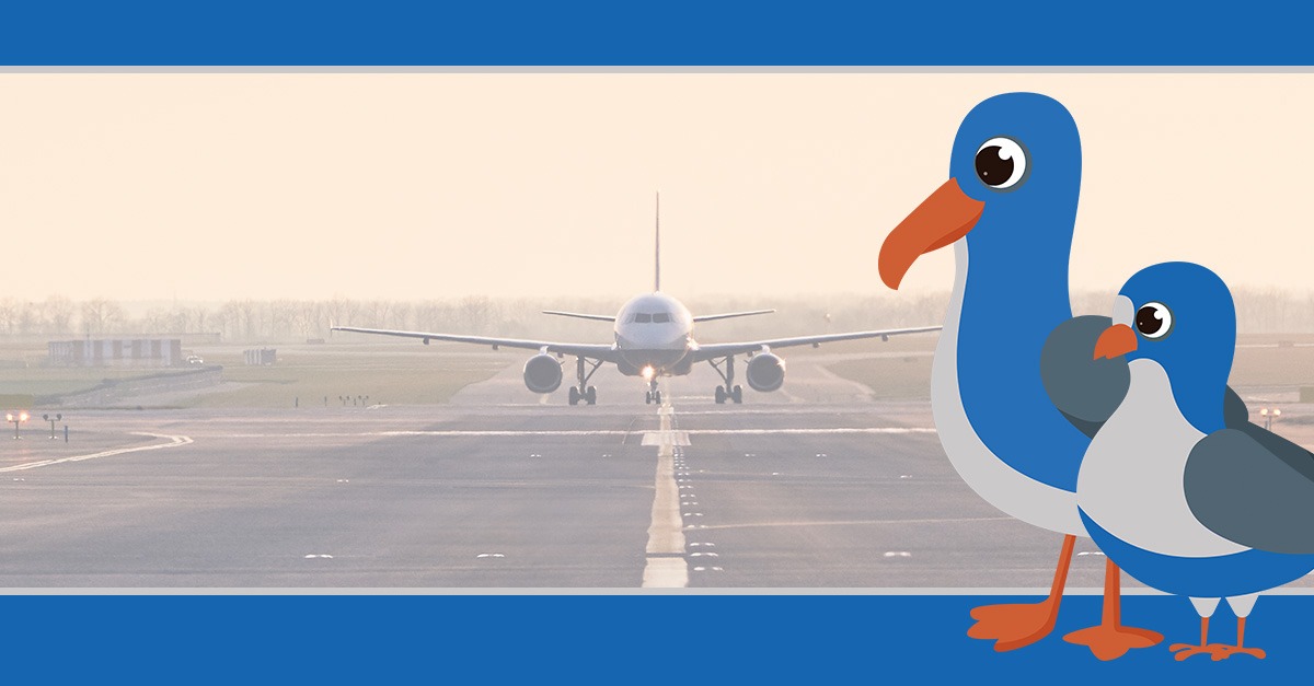 Bird in front of plane on runway.