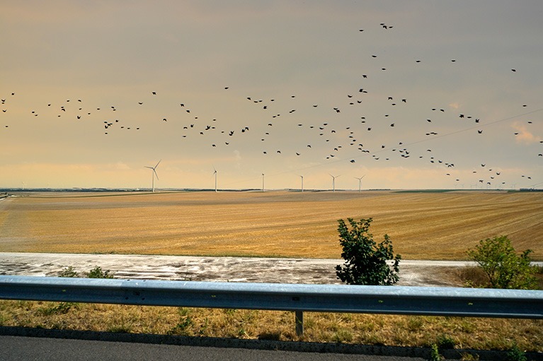 Birds Moved off Airport