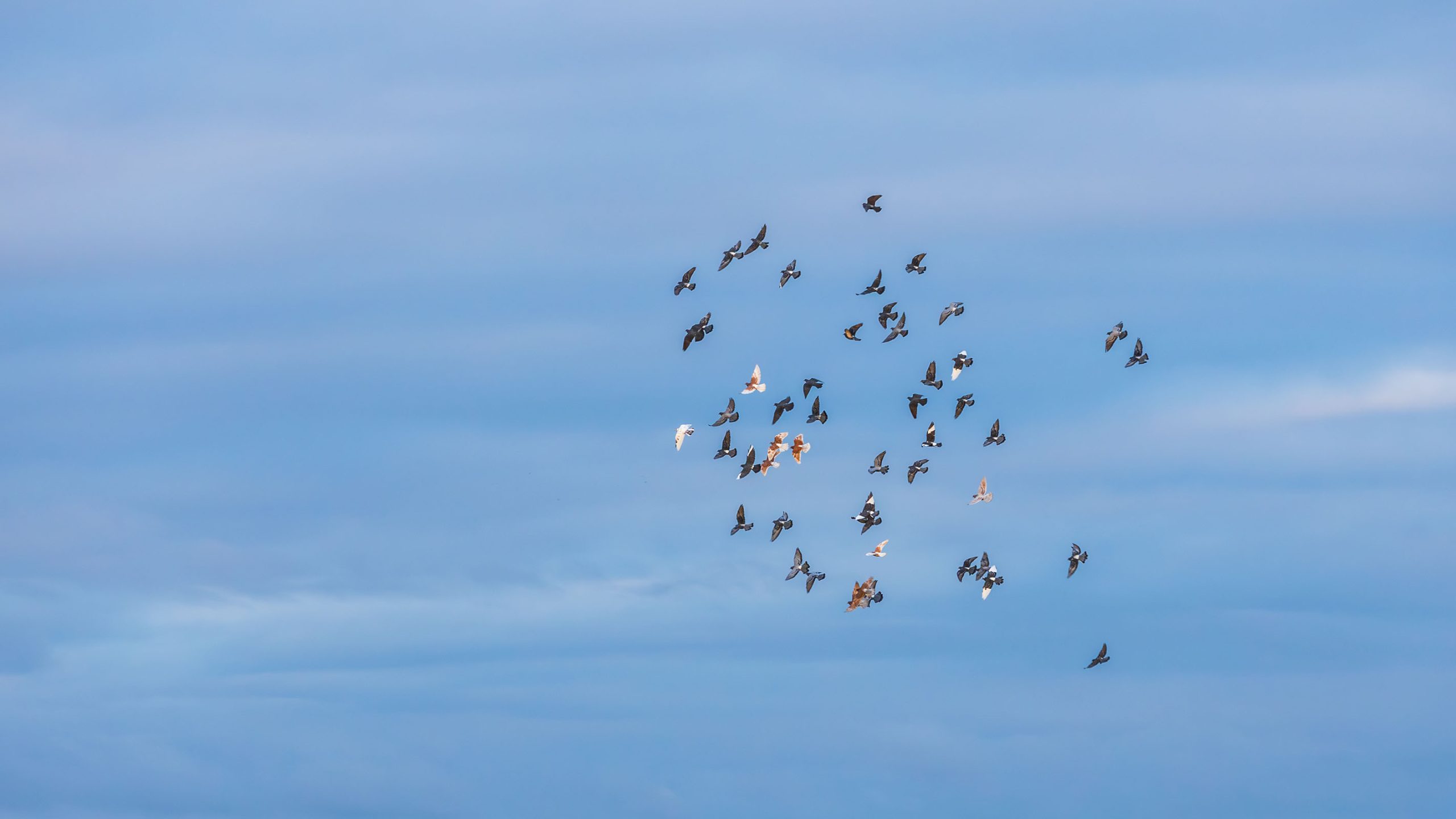 Birds in Flight near Airport