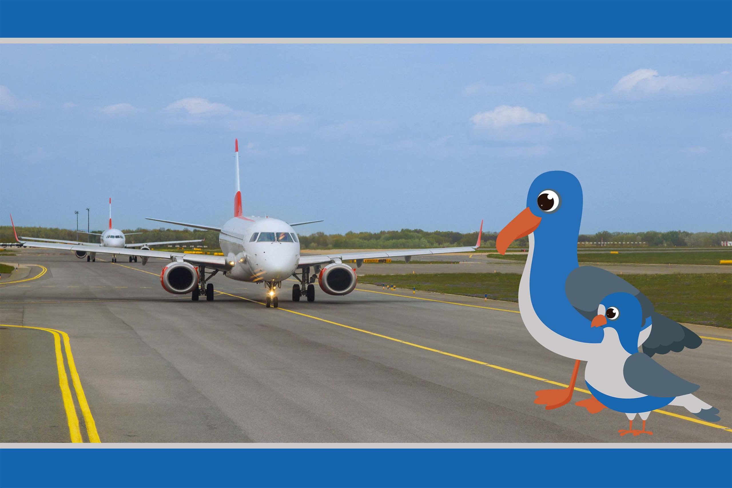 Birds On Runway Infront of Aeroplane.